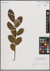 Foto von Salix caprea L.